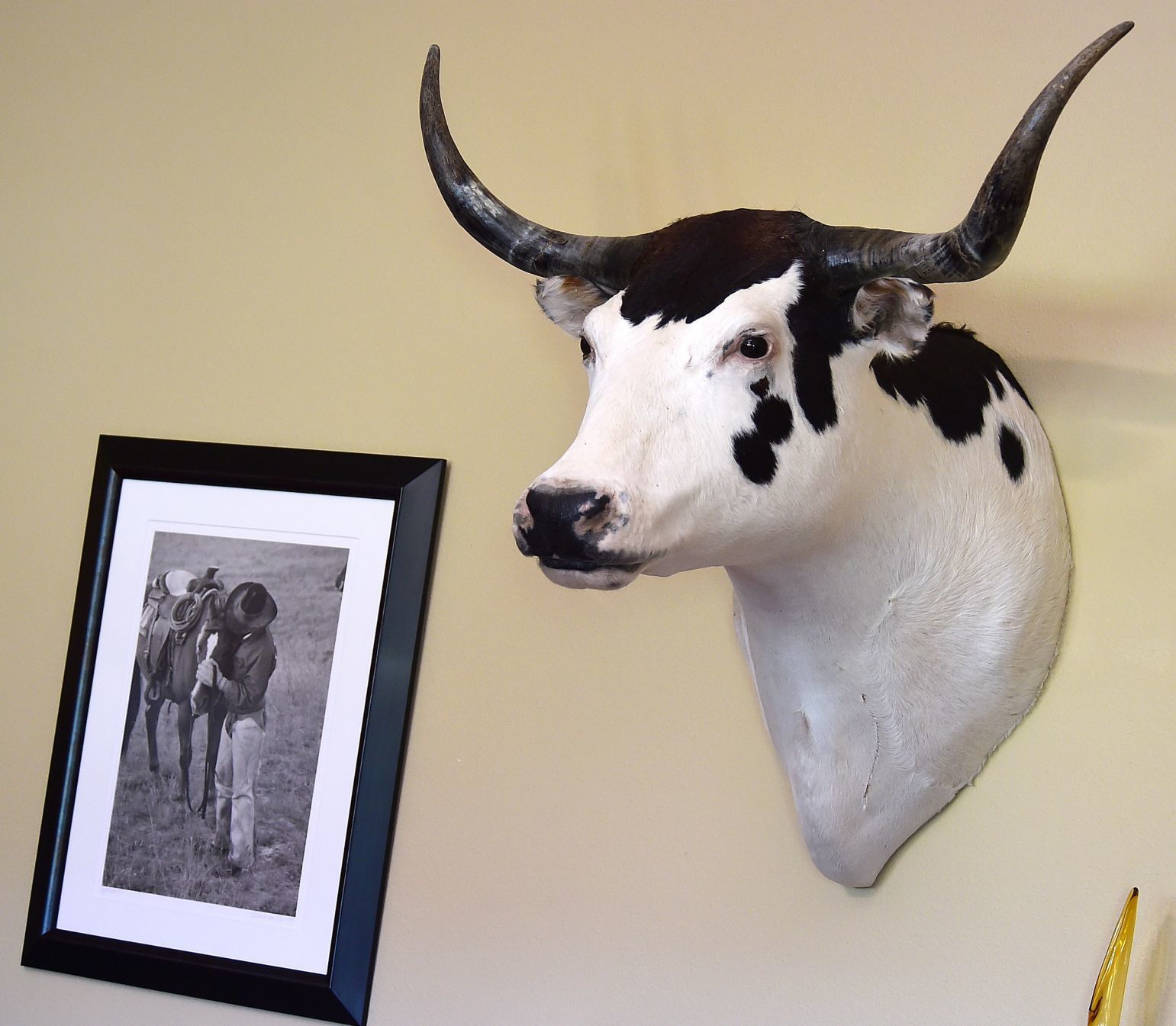 Cattle Drive